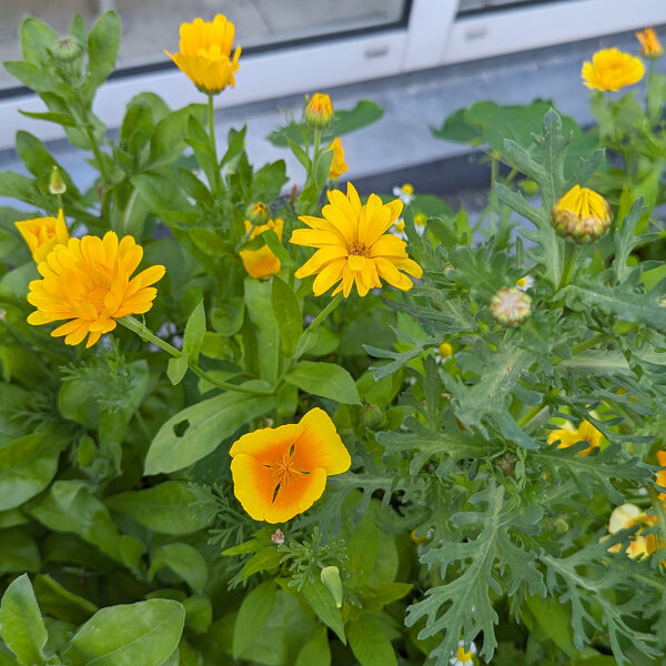 Blumenbouquet in Gelb - Sorten-Mix