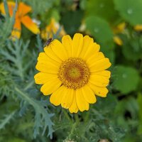 Blumenbouquet in Gelb - Sorten-Mix