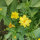 Blumenbouquet in Gelb - Sorten-Mix