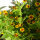 Blumenbouquet in Gelb - Sorten-Mix