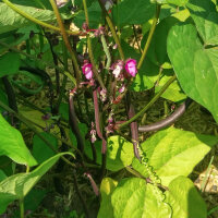 Violette Buschbohne Royal Burgundy (Phaseolus vulgaris)...