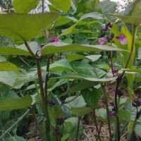 Violette Buschbohne Royal Burgundy (Phaseolus vulgaris) Samen