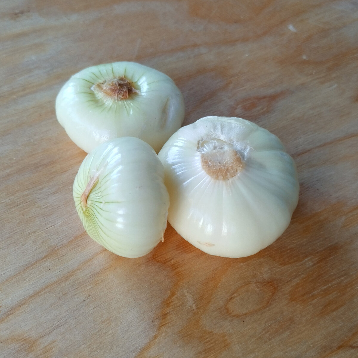 Zwiebel 'De Barletta' (Allium cepa) Samen