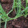 Zwiebel De Barletta (Allium cepa) Samen