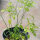 Chili Aji Charapita (Capsicum chinense) Samen