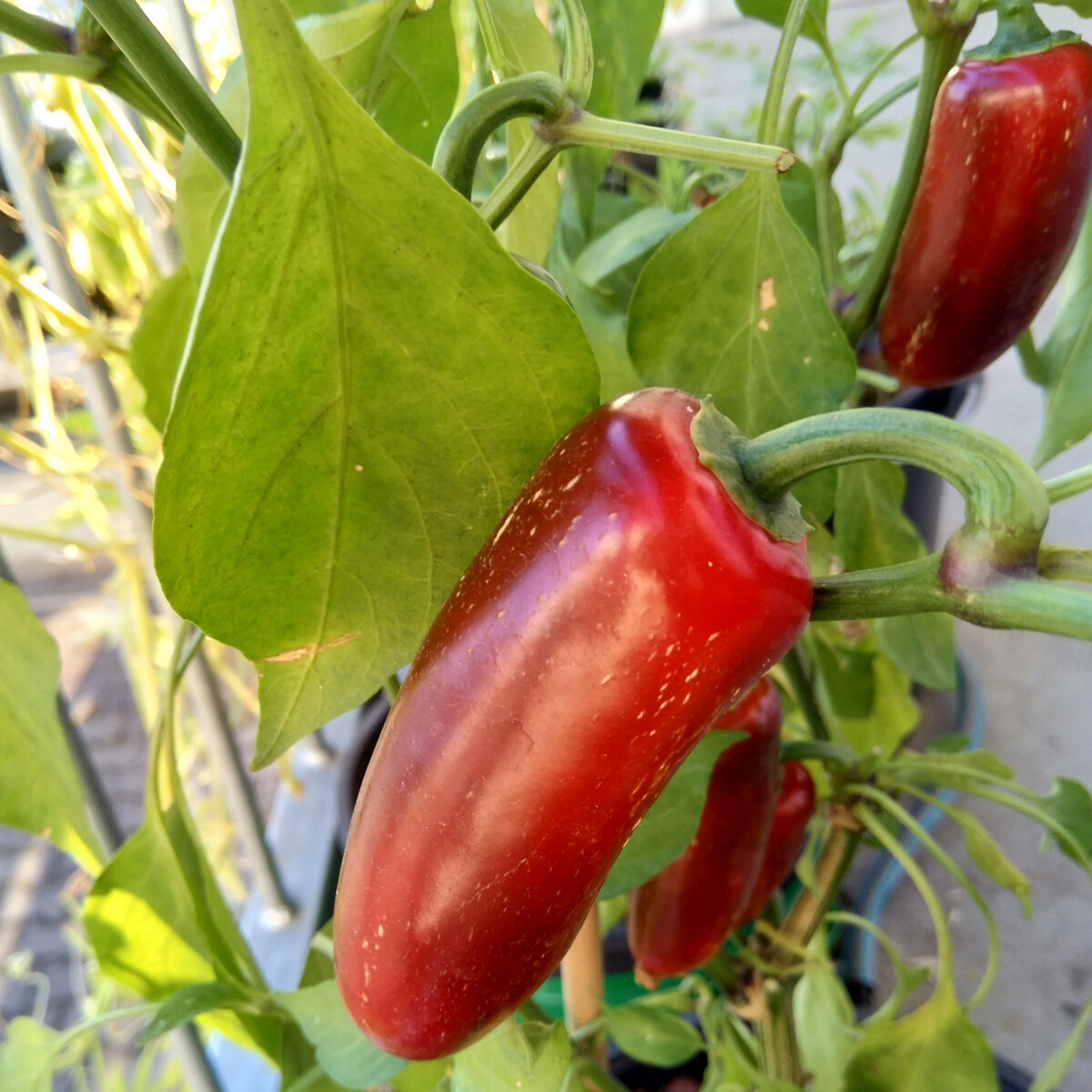 Pimientos de Padron - Heetste Peper.nl - geïsoleerde peperzaden voor de beste chilipepers