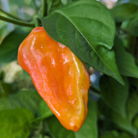 Milder Chili NuMex Suave Red (Capsicum chinense) Samen
