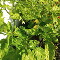 Milder Chili NuMex Suave Red (Capsicum chinense) Samen