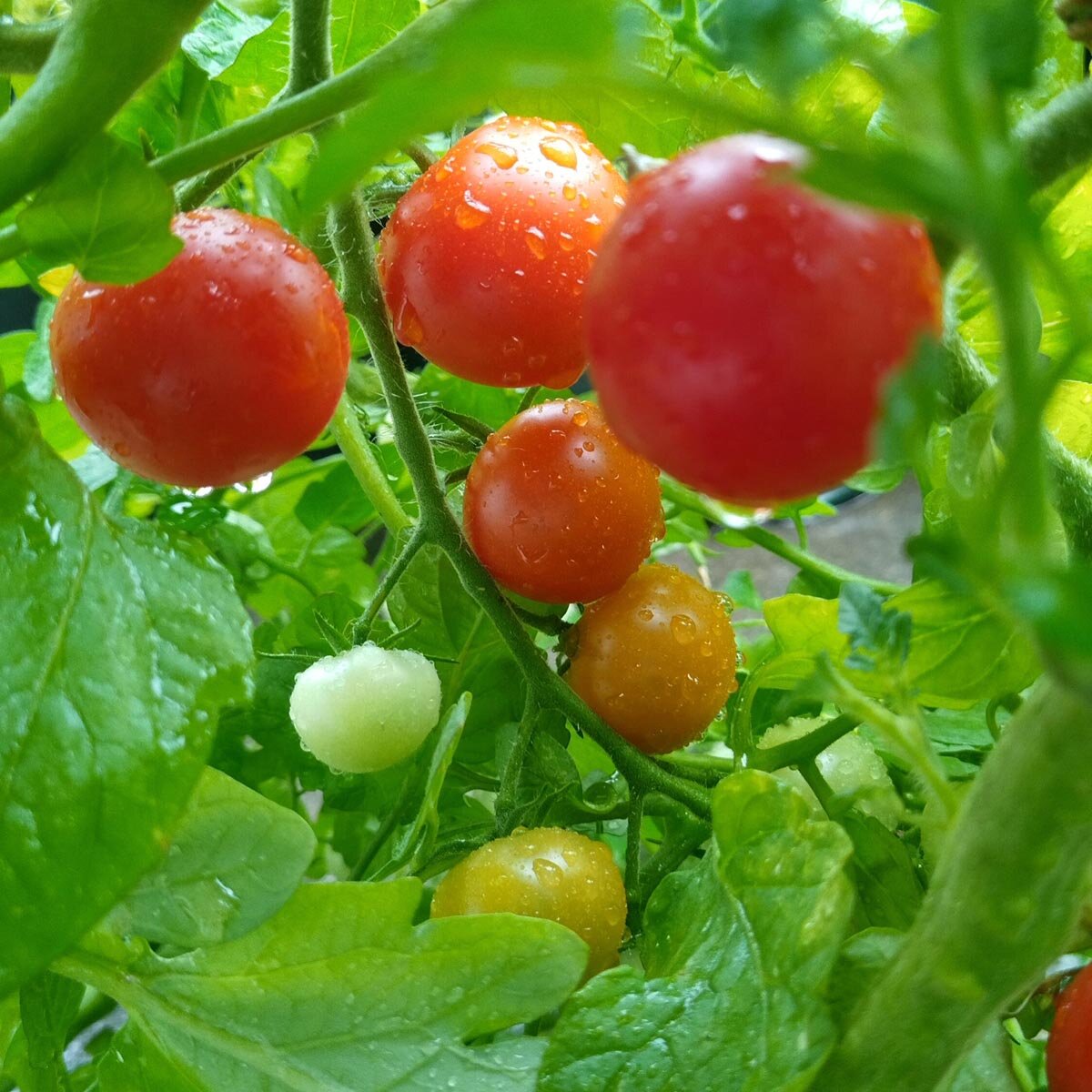 Polnische Kirschtomate 'Pokusa' (Solanum lycopersicum) Bio Samen