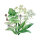 Sommerblumen in Grün (diverse Arten & Sorten) Saatgutmix