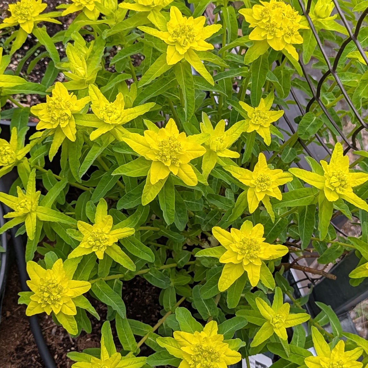 GoldWolfsmilch (Euphorbia epithymoides syn. polychroma) ca. 25 Samen