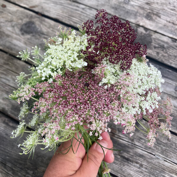 Violette Wilde Möhre (Daucus carota) Samen