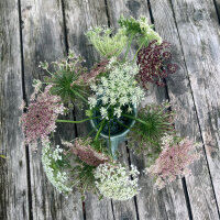 Violette Wilde Möhre Dara (Daucus carota) Samen