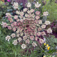 Violette Wilde Möhre (Daucus carota) Samen