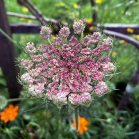 Violette Wilde Möhre (Daucus carota) Samen
