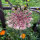 Violette Wilde Möhre (Daucus carota) Samen