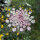 Violette Wilde Möhre (Daucus carota) Samen
