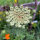 Violette Wilde Möhre (Daucus carota) Samen