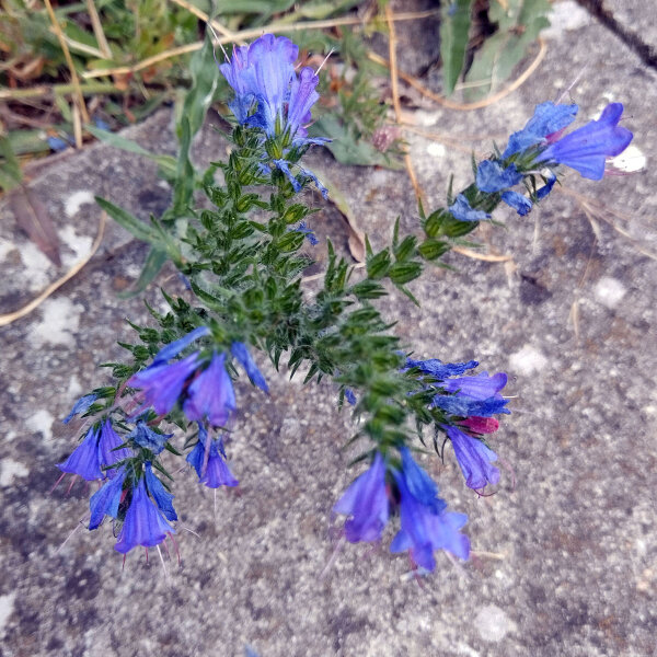 Gewhnlicher Natternkopf (Echium vulgare) Samen