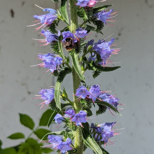 Gewhnlicher Natternkopf (Echium vulgare) Samen