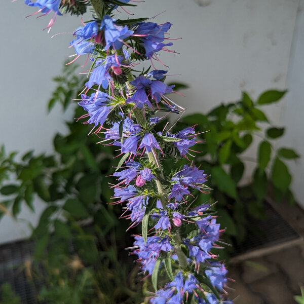 Gewhnlicher Natternkopf (Echium vulgare) Samen