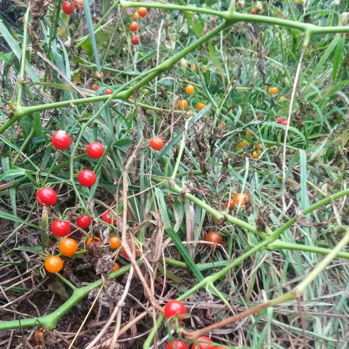 Welche Tomate passt zu mir finde die richtige Tomatensorte für deine