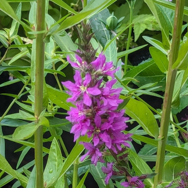 Gewhnlicher Blutweiderich (Lythrum salicaria) Samen