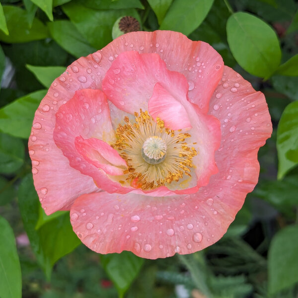 Seidenmohn-Mix Shirley (Papaver rhoeas) Samen