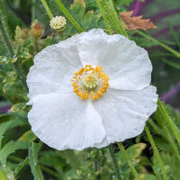 Seidenmohn-Mix Shirley (Papaver rhoeas) Samen