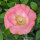 Seidenmohn-Mix Shirley (Papaver rhoeas) Samen