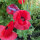 Seidenmohn-Mix Shirley (Papaver rhoeas) Samen