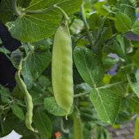 Erbse Corne de Belier (Pisum sativum) Samen