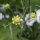Gelbe Skabiose (Scabiosa ochroleuca) Samen