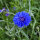 Sommerblumen in Blau (diverse Arten & Sorten) Saatgutmix