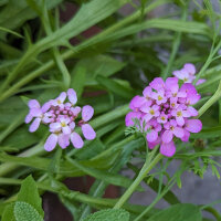Sommerblumen in Rosa (diverse Arten & Sorten) Saatgutmix