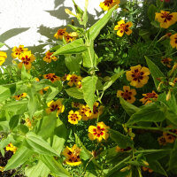 Sommerblumen in Gelb (diverse Arten & Sorten) Saatgutmix