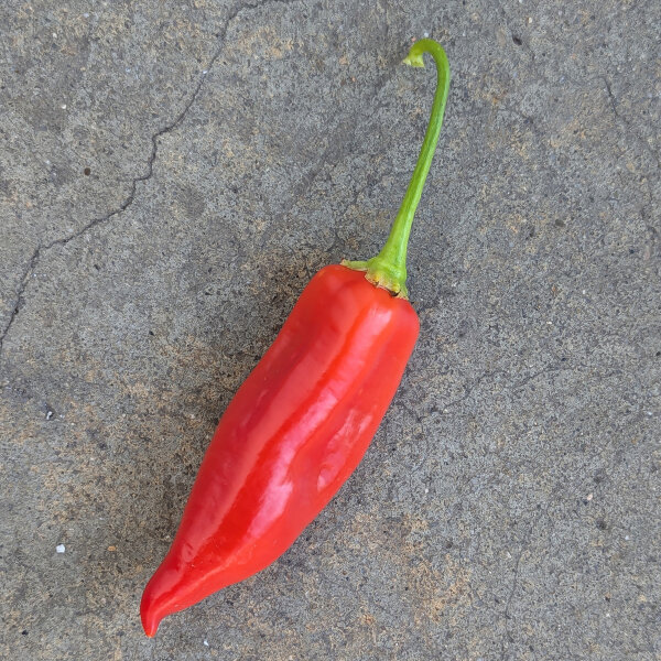 Chili Aji Delight (Capsicum baccatum) Bio-Saatgut