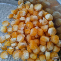 Zuckermais Yucon Chief (Zea mays) Bio-Saatgut
