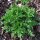 Mutterkraut (Tanacetum panthenium) Samen