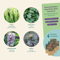 Katzen-Kräuter: Katzenminze, Baldrian &...