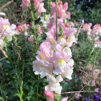 Weiß-rosa Löwenmäulchen Appleblossom (Antirrhinum majus)  Samen