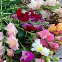 Rubinrotes Löwenmäulchen Ruby (Antirrhinum majus)  Samen