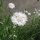 Weisse Kornblume White Ball (Centaurea cyanus) Samen