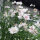 Weisse Kornblume White Ball (Centaurea cyanus) Samen
