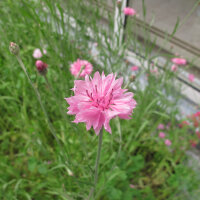 Rosa Kornblume Pink Ball (Centaurea cyanus) Samen