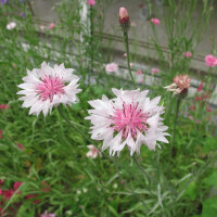 Rosa Kornblume Pink Ball (Centaurea cyanus) Samen