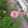 Rosa Kornblume Pink Ball (Centaurea cyanus) Samen