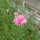 Rosa Kornblume Pink Ball (Centaurea cyanus) Samen