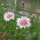 Rosa Kornblume Pink Ball (Centaurea cyanus) Samen