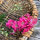 Purpurrosa Feldrittersporn Carmine King (Consolida ajacis) Samen